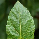 Hoja verde fresca simbolizando la naturaleza.